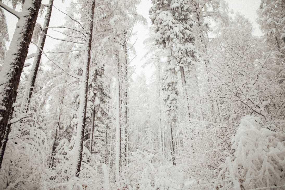 verschneiter Wald als Schneelandschaft