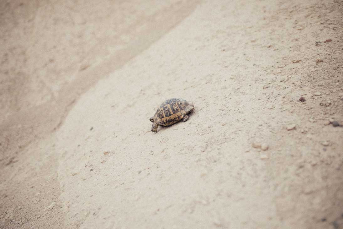 Schildkröte im Sand in Kappadokien.